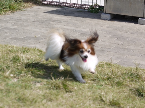 淡路島にお出かけ　その１♪　明石海峡公園＆淡路夢舞台_e0100046_21142669.jpg