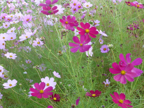 b0238249_21375995.jpg