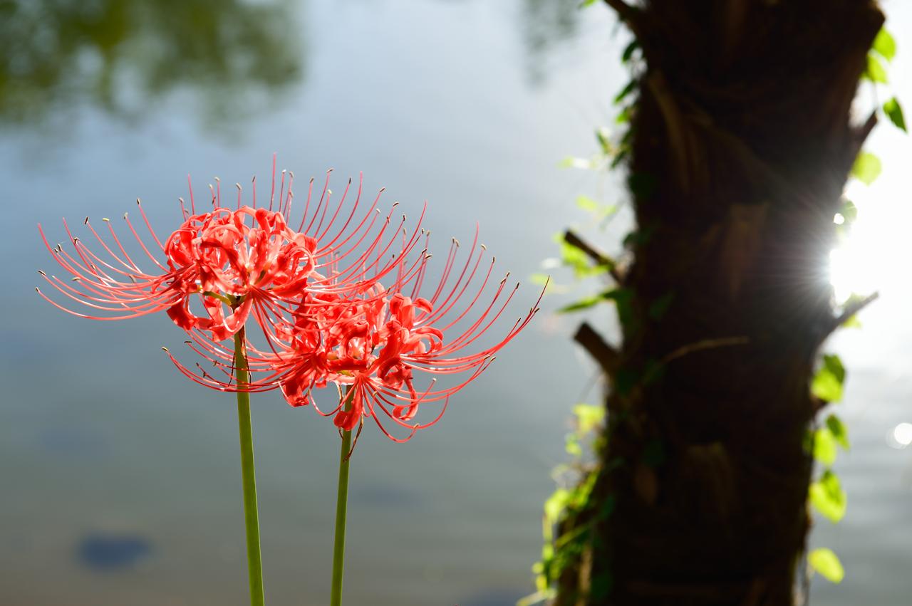 水面光に曼珠沙華引き立つ_c0246358_03111834.jpg