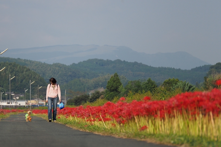 益城町木山川沿いの彼岸花_b0123359_2238238.jpg