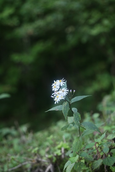 e0304170_22572.jpg