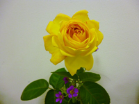 b0159571_1010690.png
