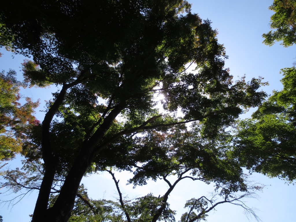 秋の高尾山_c0310571_09200554.jpg
