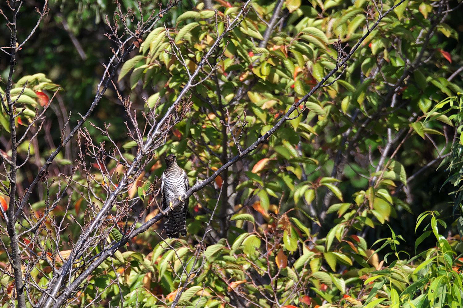 a0245073_1630474.jpg