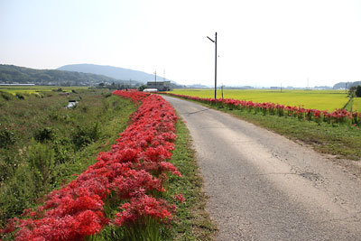 木山川沿いのヒガンバナ_c0152779_10543363.jpg