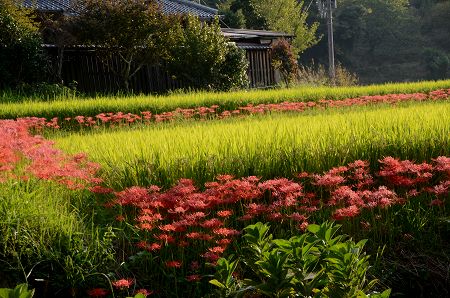 明日香村　のどかな風景①2014_c0229483_0132321.jpg