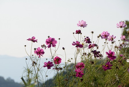 明日香村　のどかな風景①2014_c0229483_013871.jpg