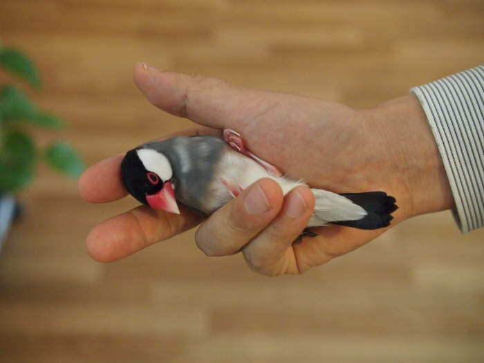 ニギコロ練習 文鳥かなこの日記 ニギコロ練習 文鳥かなこの日記