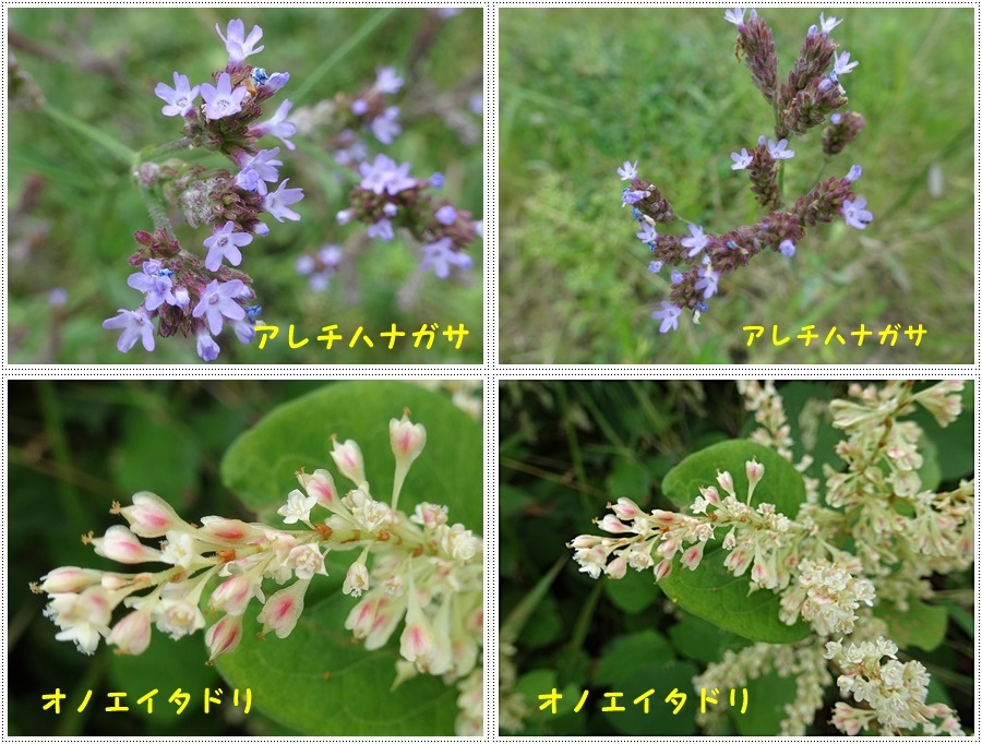 お散歩途中のいろんな探検は、楽しく歩くコツかな¥(>3(O^-)/ウフ☆_b0175688_22502141.jpg