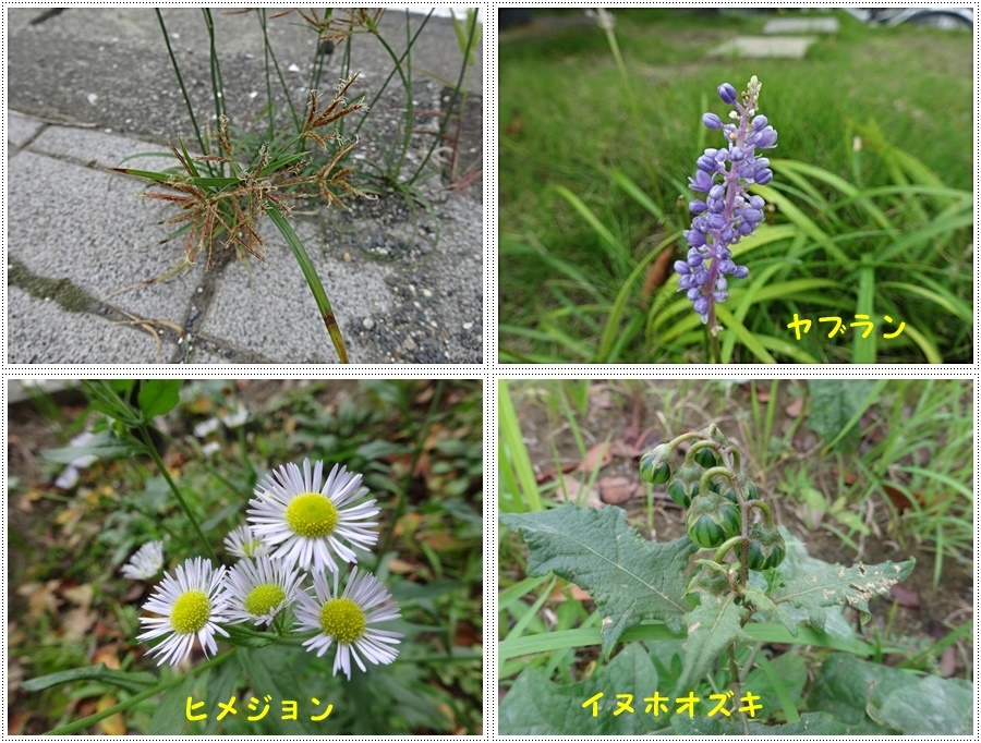 お散歩途中のいろんな探検は、楽しく歩くコツかな¥(>3(O^-)/ウフ☆_b0175688_22502170.jpg