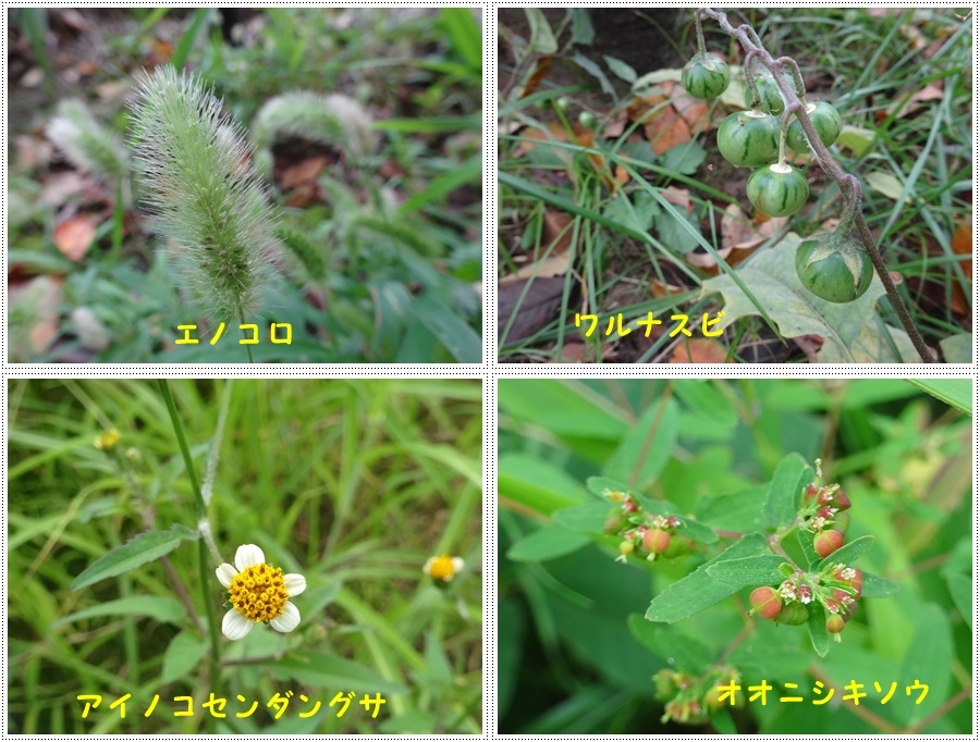 お散歩途中のいろんな探検は、楽しく歩くコツかな¥(>3(O^-)/ウフ☆_b0175688_22502200.jpg