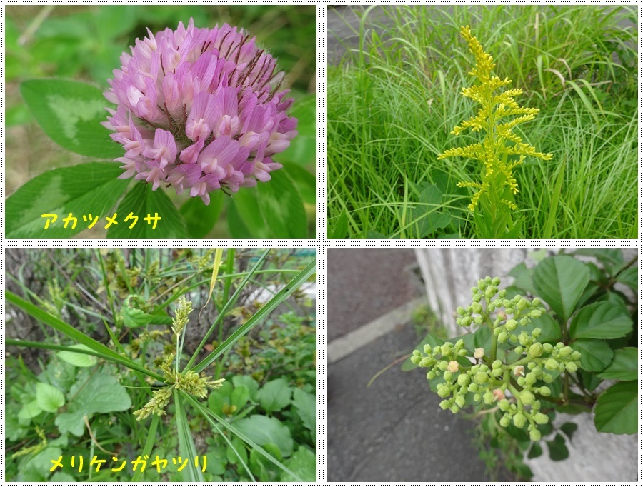 お散歩途中のいろんな探検は、楽しく歩くコツかな¥(>3(O^-)/ウフ☆_b0175688_22502248.jpg