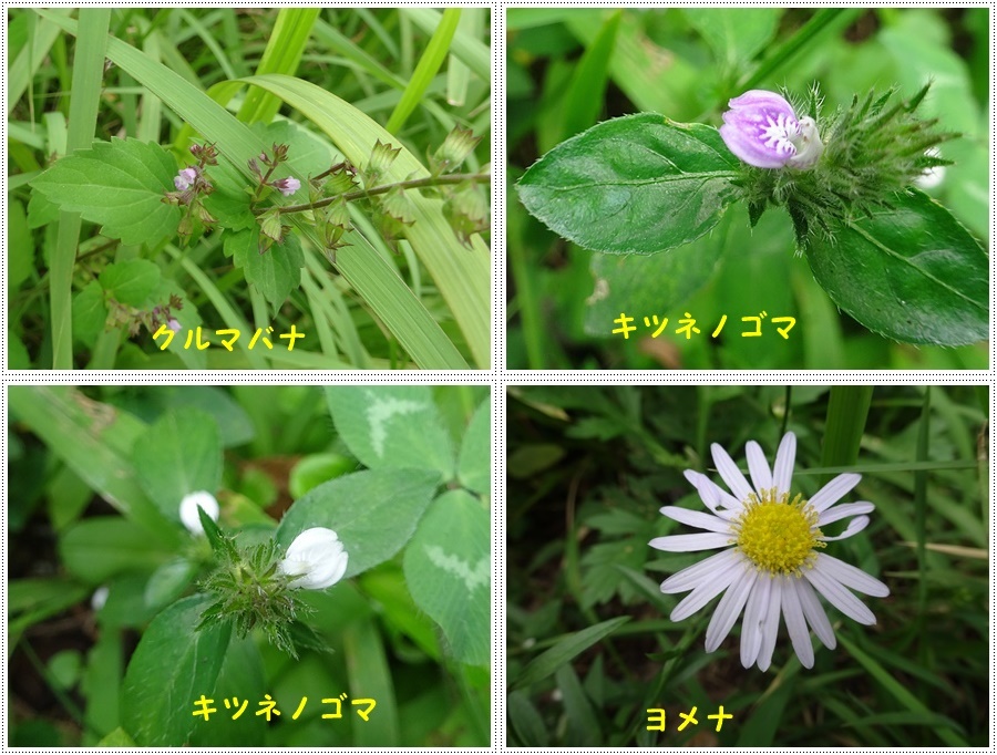 お散歩途中のいろんな探検は、楽しく歩くコツかな¥(>3(O^-)/ウフ☆_b0175688_22502272.jpg