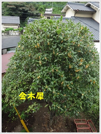お散歩途中のいろんな探検は、楽しく歩くコツかな¥(>3(O^-)/ウフ☆_b0175688_22520038.jpg