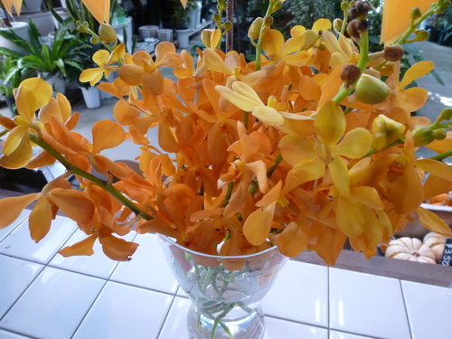 モカラ トロピカルオレンジ 井の頭通りの花屋 Hana101のblog