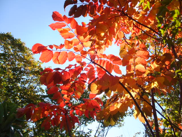 a0271502_16271190.jpg