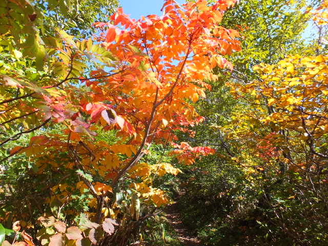 銚子ヶ峰①　～白山登山口南縦走路～_a0271502_16272560.jpg