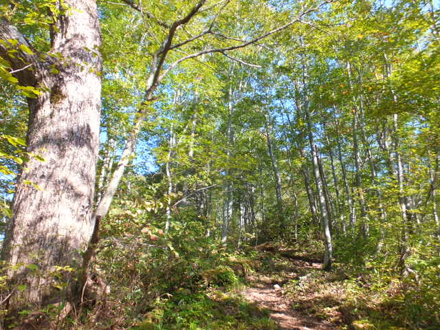 銚子ヶ峰①　～白山登山口南縦走路～_a0271502_1654680.jpg