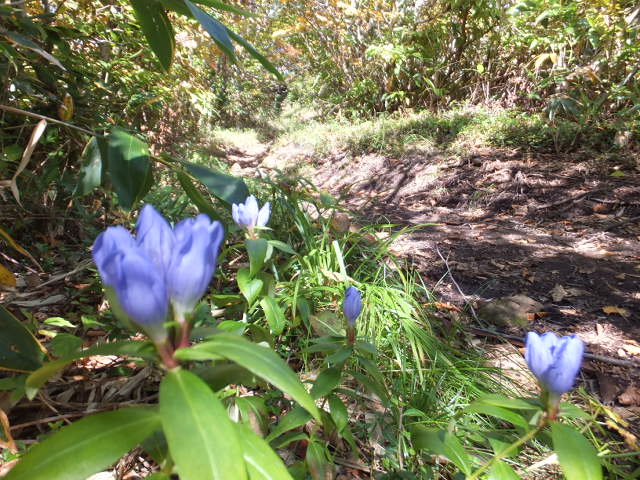 銚子ヶ峰①　～白山登山口南縦走路～_a0271502_1753365.jpg