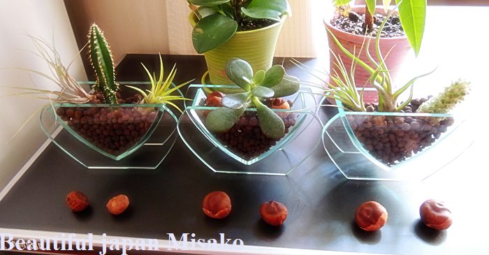 栃の実と百均観葉植物 家と山のディスプレイ比べてみたら ゚ Beautiful Japan 絵空事 栃の実と百均観葉植物 家と山のディスプレイ比べてみたら ゚ Beautiful Japan 絵空事