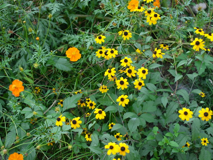 里の花_e0276411_932430.jpg