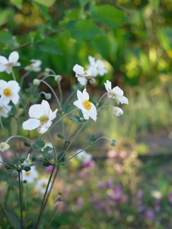 里の花_e0276411_934430.jpg