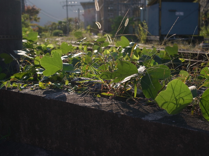 里の花_e0276411_94327.jpg
