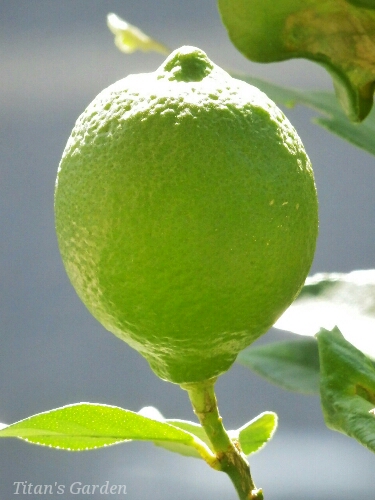 Citrus × limon \'Allen Eureka\'_b0099813_0583422.jpg