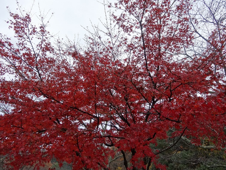 c0337813_20105615.jpg