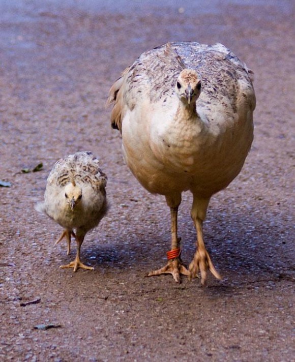 これはそっくり！　動物親子の写真集 ②_a0216818_1143974.jpg