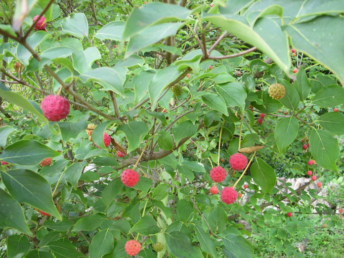 f0260120_2275732.jpg