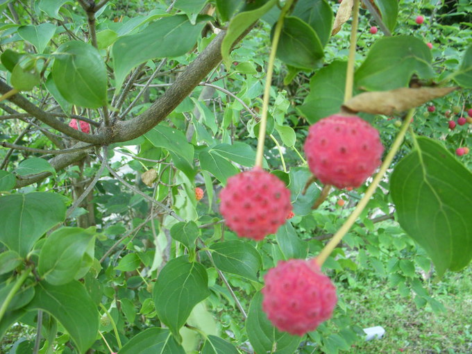 f0260120_2283978.jpg