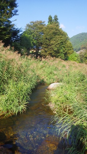 未開拓の渓流 その1_c0149633_17234614.jpg