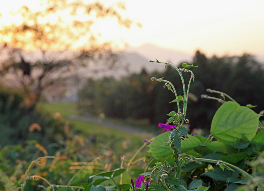 明日香　八釣　夕景_c0108146_2295263.jpg