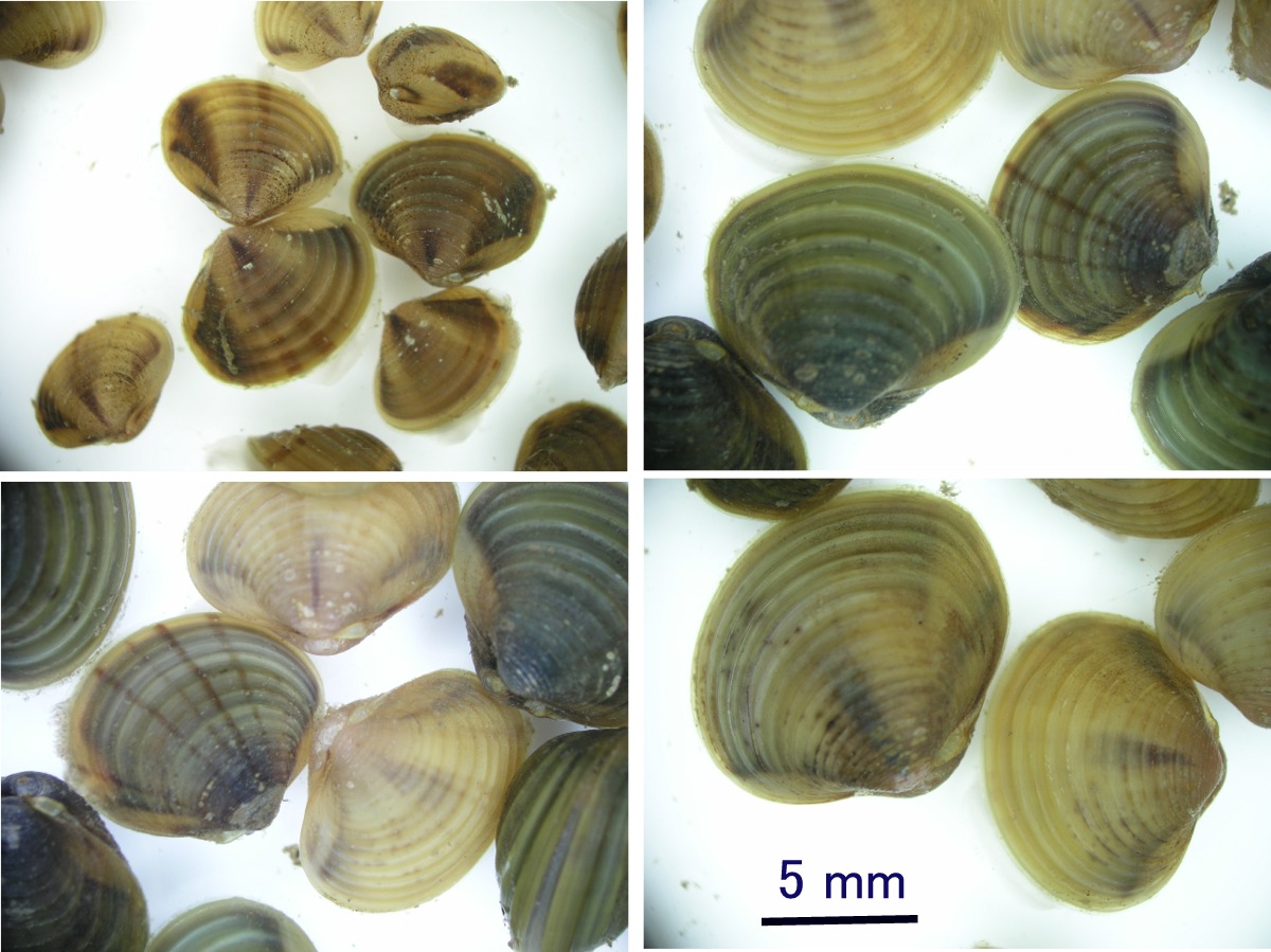 マシジミの稚貝 野生 Beachmollusc ひむかのハマグリ マシジミの稚貝 野生 Beachmollusc ひむかのハマグリ