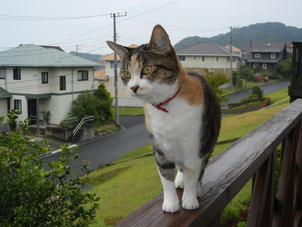 ’14,10,1(水)展覧会準備と心ちゃん劇場!_f0060461_1131356.jpg