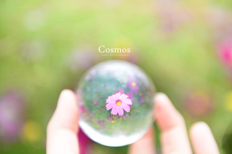 Cosmosの中で..._f0300369_12102853.jpg