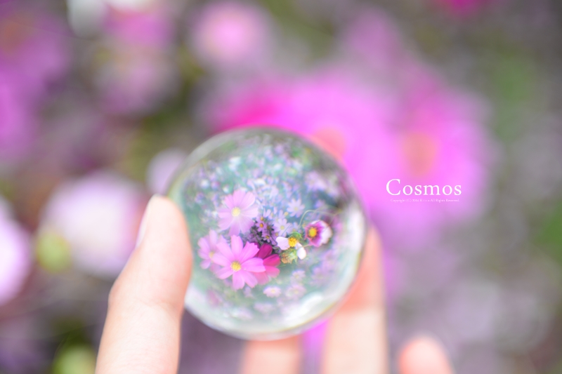 Cosmosの中で..._f0300369_12104153.jpg