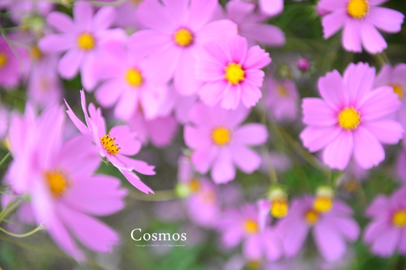 Cosmosの中で..._f0300369_12110134.jpg