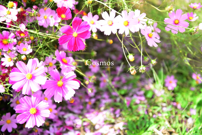Cosmosの中で..._f0300369_12114391.jpg
