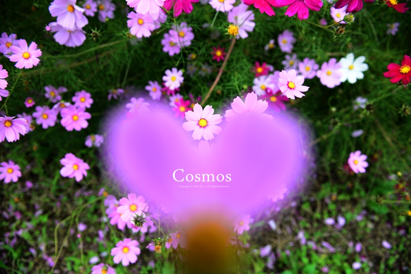 Cosmosの中で..._f0300369_12121540.jpg