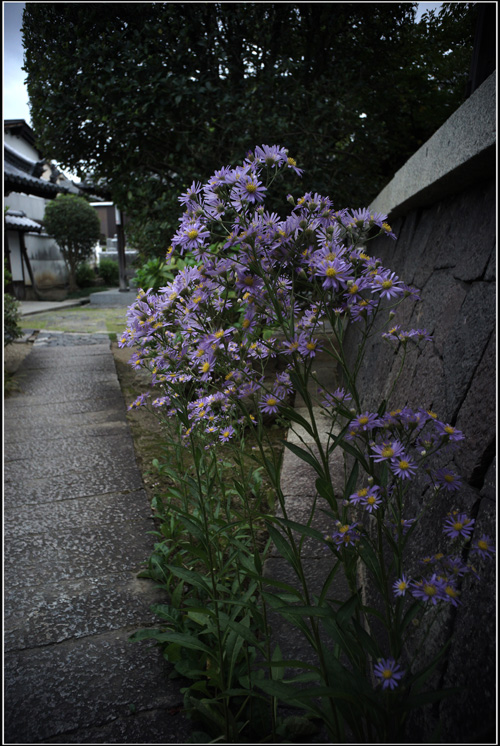 548.05 ホロゴン外傳136「2014年9月24日 宮崎貞安さんのペラール24mmF4で奈良町散歩」5　脱力がすべて_c0168172_1211640.jpg