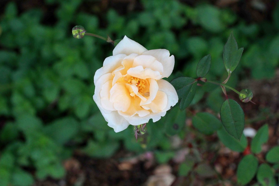 10月初旬の庭の薔薇たち_a0107574_16042793.jpg