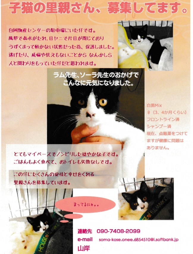 白黒の子猫ちゃん里親募集!_c0245679_11004927.jpg