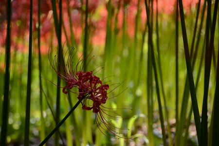 明日香村　地上にさく曼殊沙華③_c0229483_8585034.jpg