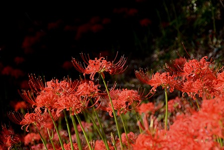 明日香村　地上にさく曼殊沙華③_c0229483_8592514.jpg