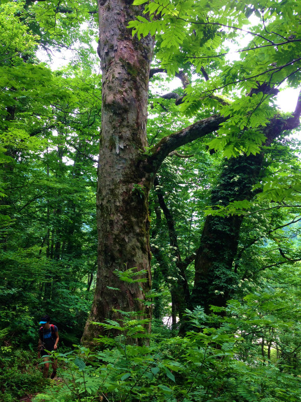 白山チブリ尾根 2014/06/18_b0220886_17384533.jpg