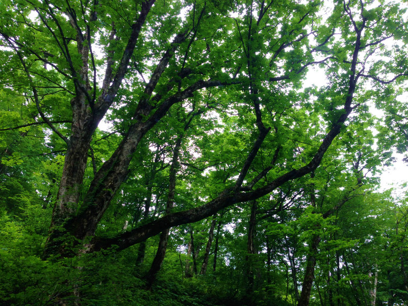 白山チブリ尾根 2014/06/18_b0220886_17392893.jpg