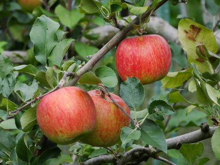 りんごが美味しい季節_e0120896_101656100.jpg