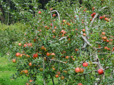 りんごが美味しい季節_e0120896_1016596.jpg